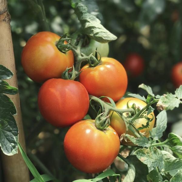 Buy cheap Arched Roof Hydroponic Greenhouse for Aquaculture and Vegetable Cultivation System from wholesalers