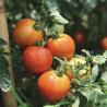 Buy cheap Sunlight Greenhouse Aquaculture Vegetable Production Seeding 1 Square Meter Min.Order from wholesalers