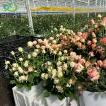 Steel-Plastic Semi-Closed Glass Greenhouse for Continuous Heating in Agricultura
