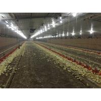 Buy cheap Galvanized Poultry Light Steel Frame Construction Bolts Connection Steel Chicken product