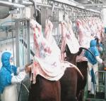 Customized 7.5KW Slaughterhouse Cow Machine Automatic Cow Slaughtering Machine