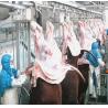 Buy cheap Sterilization Food Grade Slaughterhouse Cow Machine High Efficiency Cow Processing Machine from wholesalers