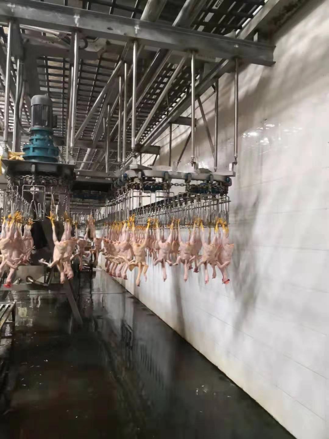 3000BPH Duck Slaughter Machine 380V / 220V Poultry Processing Equipment