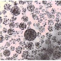 Buy cheap Protein Purification Agarose Carboxyl Magbeads 10 - 30 μm 20% Volume Ratio 5 mL product