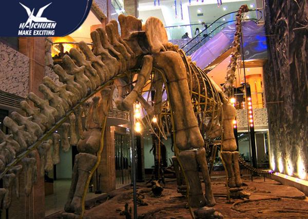 Buy cheap Artificial Fiberglass Dinosaur Fossils Statues / Natural History Museum Dinosaur from wholesalers