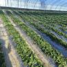 Buy cheap Water Pipe Agricultural Greenhouse Solution with Film Cover and US 20/Square Meter from wholesalers