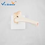 Professional Medical Teaching Anatomical Skeleton Model Plastic Elbow Joint