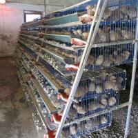 Buy cheap 2000mm Wide Quail Cage For Hatching Quails High Durability Easy To Assemble product