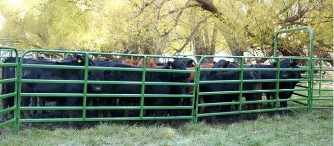 6 Rails 3m Tall Heavy Duty Cattle Panel Free Standing
