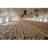 Buy cheap Heavy Duty Steel Structure Poultry House HDG Bolts Connection Steel Frame Farm product