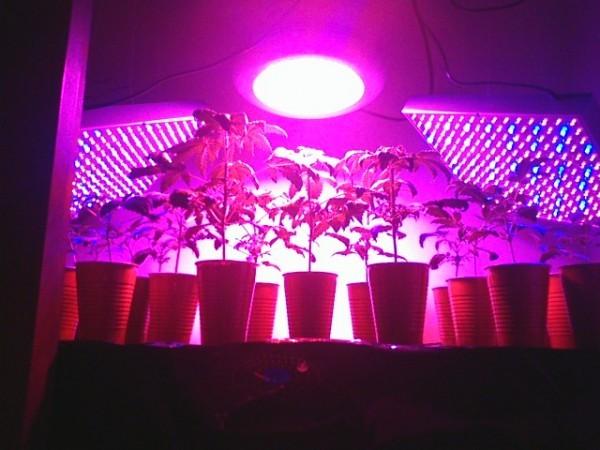 Buy cheap 2017 Best 150W led grow lights for medical plants from wholesalers