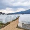 Buy cheap 2.5-5M Height Tomato Hydroponic High Tunnel Agriculture Greenhouse with Film Cover from wholesalers