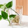 Buy cheap Clear Home Decoration Glass Machine Made Square Tapered Glass Vases 4.65 Inch Tall from wholesalers