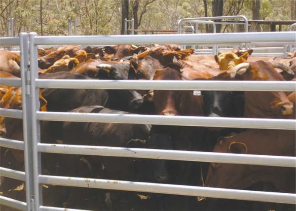 Buy cheap Sturdy Portable Horse Yard Panels , Iron Steel Cattle Yards SGS ISO Listed from wholesalers