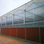 US Agricultural Multi Span Tunnel Plastic Film Greenhouses with Hydroponic