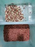 Professional 192 Channels Grain Color Sorter Machine for Peanut / Corn / Rey