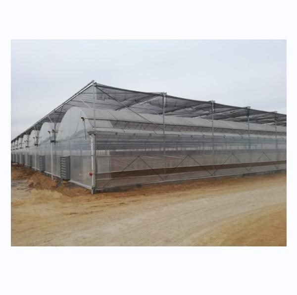 Buy cheap 4.0-8.0M Height Agriculture Multi Span Plastic Film Greenhouse For Tomato Turnkey Project from wholesalers