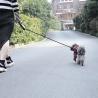 Buy cheap Retractable Paracord Nylon Pet Collars Leashes/pet products from wholesalers