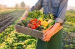 30% Salt-Free & Chloride-Free Amino Acid Liquid Fertilizer | Organic Plant