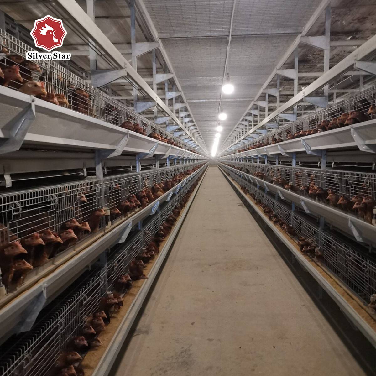 Newest Design Baby Chicks Broiler Chicken Cage 102 Birds 136 Birds