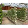 Buy cheap Automatic Pipe Soilless Cultivation Equipment Generous Tube Hydroponic Tomato Planter from wholesalers