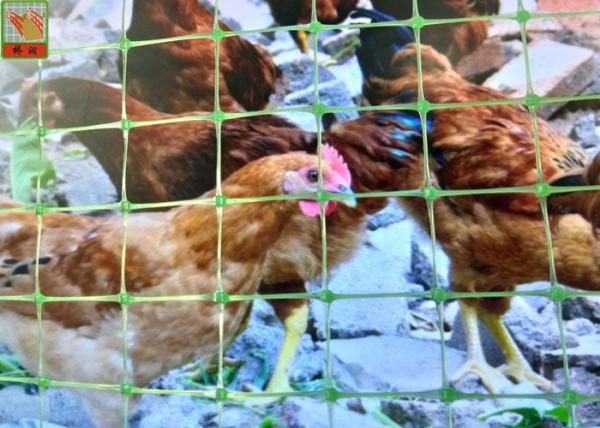 Multi - Purpose Plastic Poultry Netting, Chicken Netting, Light Weight, Green