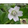 Buy cheap Chinese manufacturer supply Althaea Officinalis Root Extract with competitive price, ISO Certified, 100% natural from wholesalers