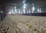 Broiler Flooring Raising Chicken Farm Equipment 4 Drinker /M