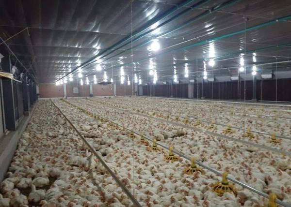 Buy cheap 14 Grill Broiler Pan Feeding Chicken Farm Equipment 50hz 60hz from wholesalers