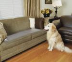 PVC material ultrasonic cat training mat static High static dog cat sofa