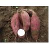 Buy cheap IQF Individually Quick Frozen Steamed Sweet Potato Sticks, red skin, white flesh from wholesalers