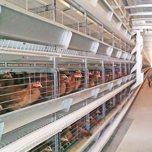 Buy cheap 4 Tiers Chicken Egg Layer Battery Cage For Tanzania Poultry Farm Automatic Q235 from wholesalers