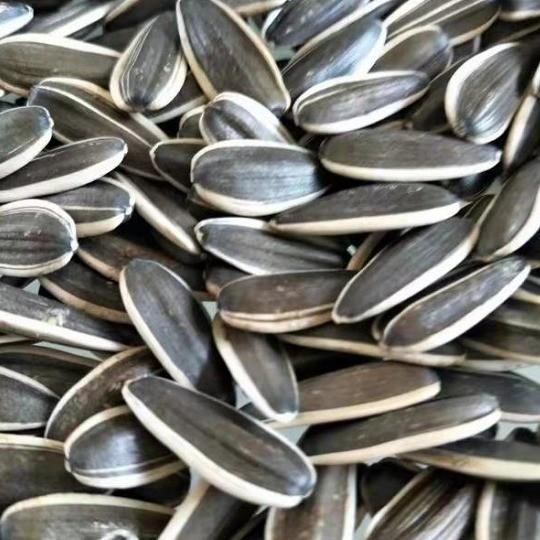 Buy cheap Sunflower Seeds T6 The Perfect Match for Your Customer Requirements from wholesalers