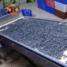 Buy cheap Stainless Steel and Automatic Blueberry Fruit Sorting Machine - 99.9% Accuracy from wholesalers