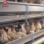 Poultry Farm Hens Layer Battery Chicken Cage H Type With Automatic Egg