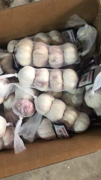 Buy cheap Anti Cancer Natural Fresh Garlic from wholesalers