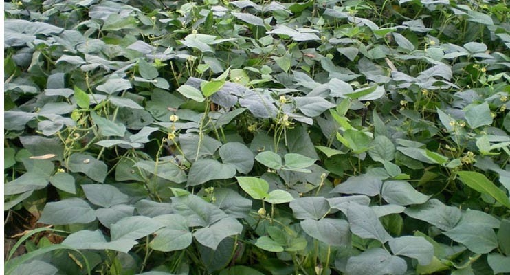 Dried Natural Green Mung Bean Agricultural Products