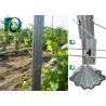 Buy cheap 7FT Height Metal Plant Support Stakes , Hot Dip Galvanised Steel Vineyard Posts from wholesalers