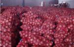 7cm Natural Fresh Onion