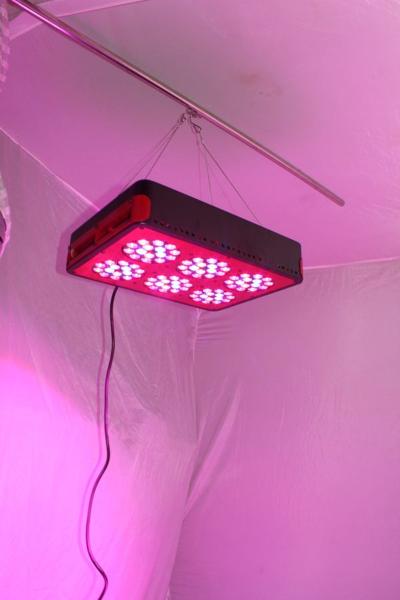 Buy cheap Hydroponic LED Grow Light 270W 90X3W Grow Light For Plant VEG&Blooming,3 Years Warranty CE from wholesalers