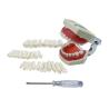 Buy cheap Standard Dental Exercise Teeth Dental Student Training Teeth 28pcs/32pcs Resin Permanent Teeth from wholesalers
