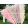 Buy cheap 60cm Preserved Fresh Flowers Home Decor Natural Dried Pampas from wholesalers