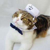 Buy cheap Navy Set Cats Wearing Clothes Loveable Fashionable Any Logo Available product