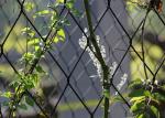 SUS304 Stainless Steel Cable Trellis / Vertical Fence Wire For Climbing Plants