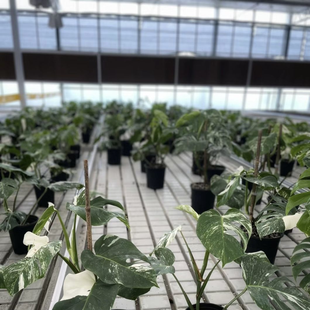 Reasonably Priced Glass Greenhouse for Vegetable Farming