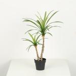 Black Plastic Pot Faux Potted Dracaena Plant 38 CM 50 CM 68 CM For Home Decor