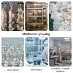 High Pressure Steam Sterilizer Autoclave 220V For Mushroom Cultivation