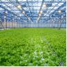 Buy cheap Agriculture Plants Growing Multi Span Venlo Glass Greenhouse With Cooling Pad from wholesalers