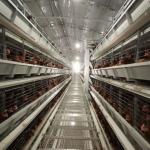 H Type Battery Layer Chicken Cages Automatic Egg Poultry Farms 10 Tiers