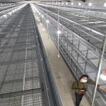 Poultry Equipment Customized Multi Style Baby Chick Cage Multi Broiler Chicken